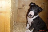 mein Freund Sparky, Miniatur Bull Terrier als Welpe