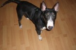 mein Freund Sparky (Miniatur Bull Terrier)