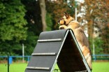 ... beim Apportieren über die 1,80 m Schrägwand