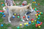 Husky-Mix Welpe Tyko