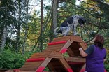 Brücke ... hier ist Luna bereits ganz weit oben, mit "SITZ" auf Signal des Hundehalters.