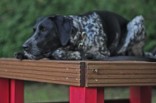 Tisch ... Den Agility-Tisch hat sich "Luna" als ihren Lieblingsort für eine Pause ausgesucht. Hier wird der Hund "BLEIBEN, SITZ oder PLATZ" auszuführen.